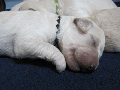 Puppy Pic 044