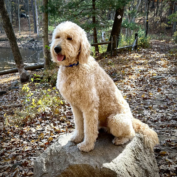 Goldendoodle pictures