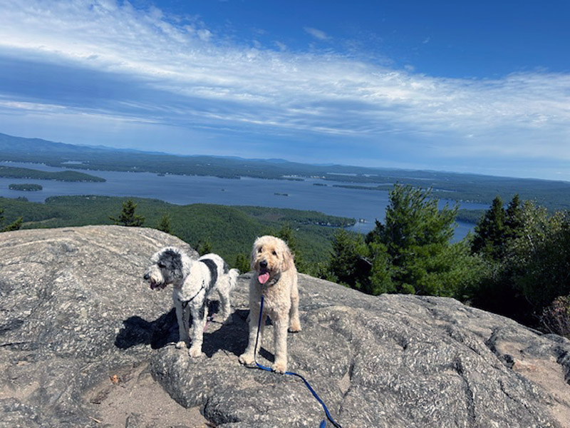 Goldendoodle pictures