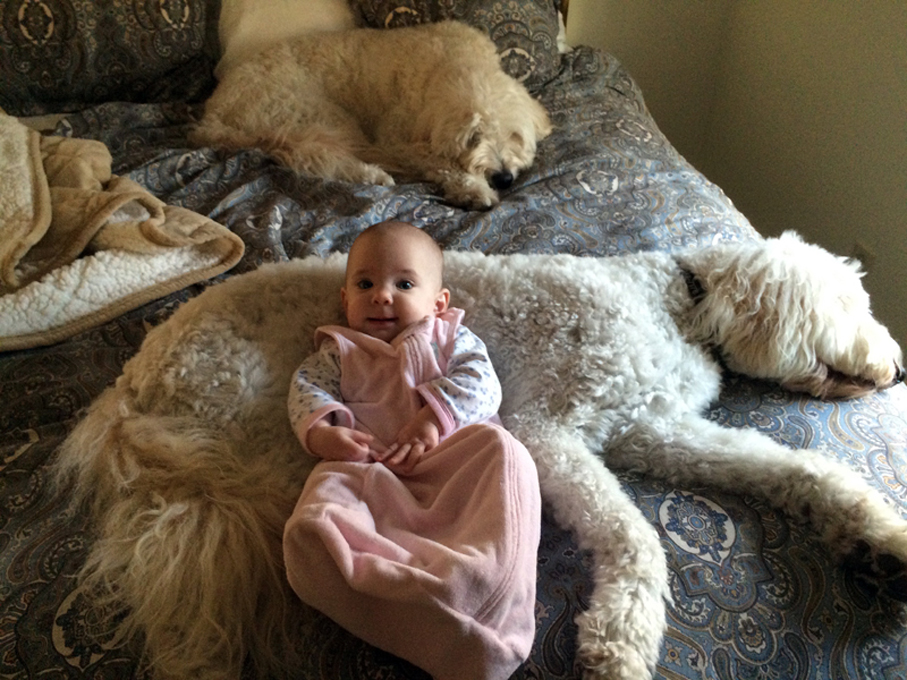 Goldendoodle pictures