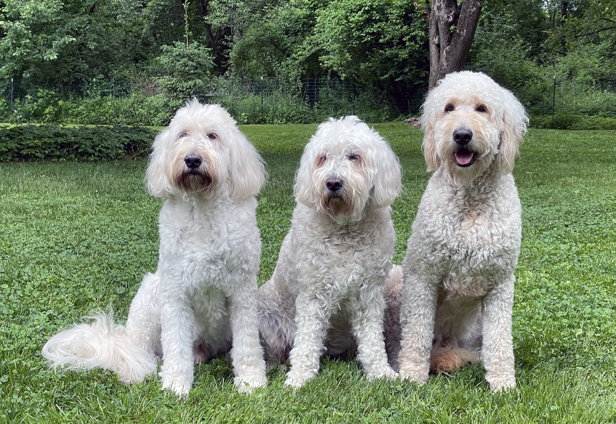 Goldendoodle pictures